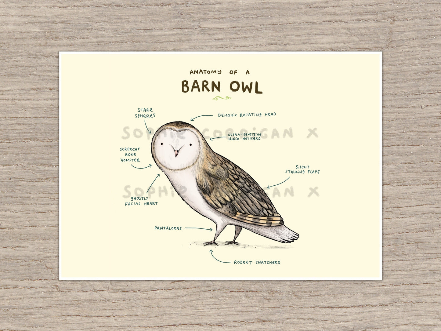 Anatomy of a Barn Owl Bird Signed Fine Art Print