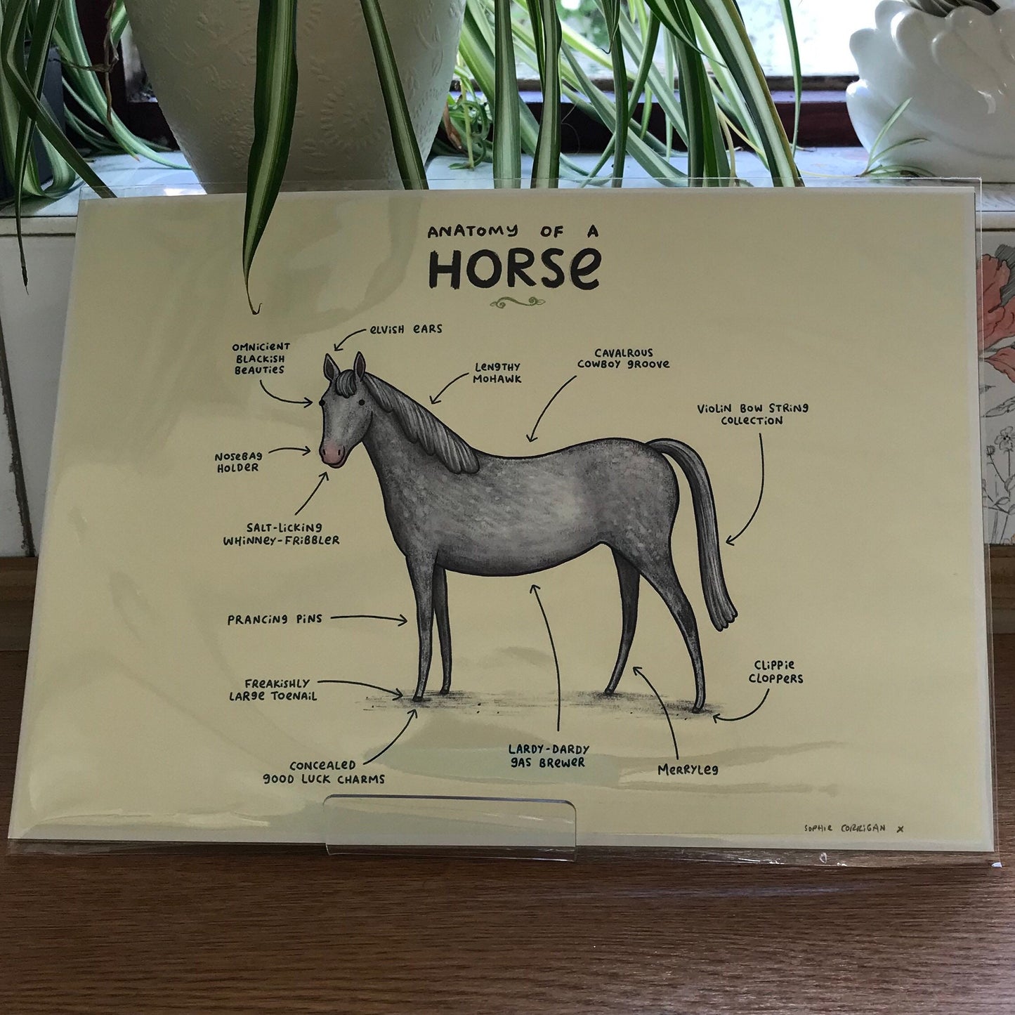 Anatomy of a Horse Signed Art Print
