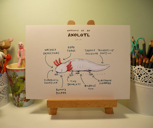 Anatomy Of An Axolotl A4 Signed Print
