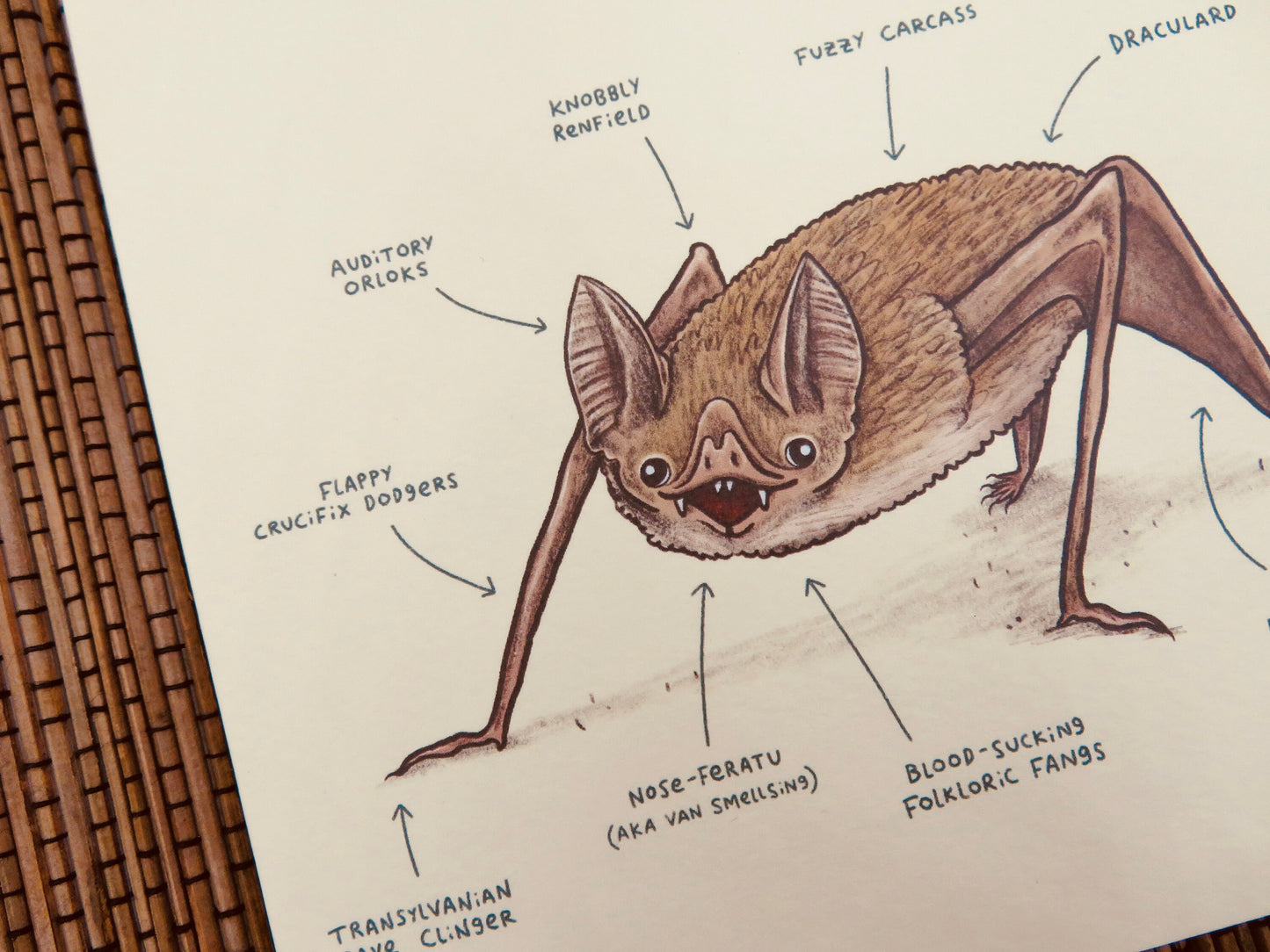 Anatomy Of A Vampire Bat Card