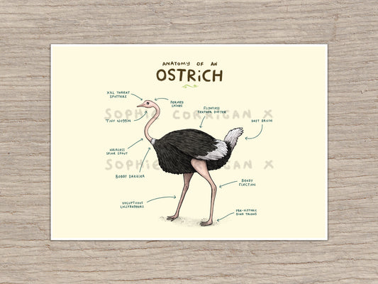 Anatomy of An Ostrich Signed Art Print