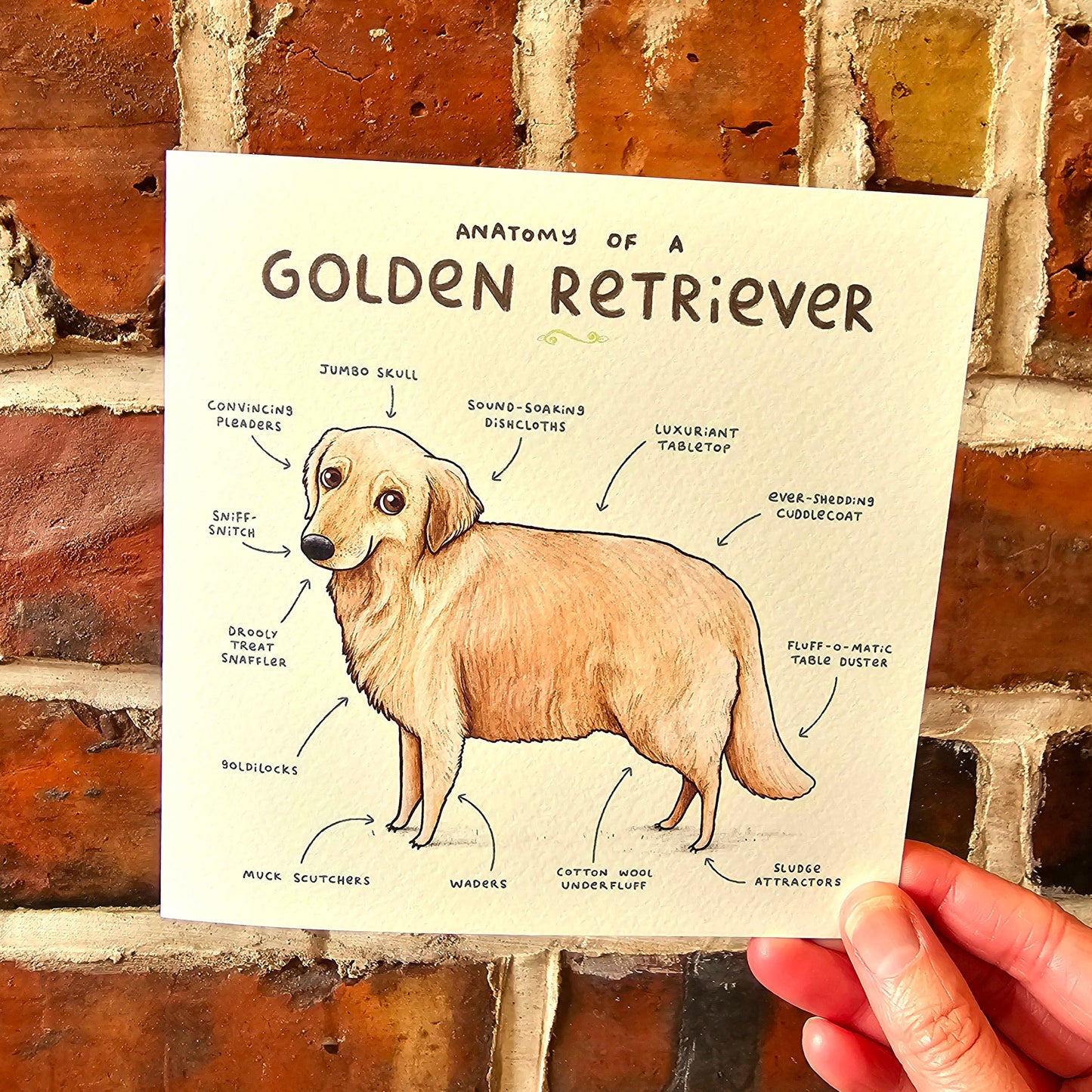 Anatomy of a Golden Retriever Greeting Card: Funny Dog Illustration