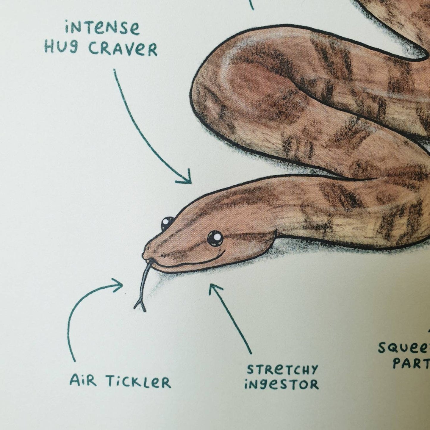 Anatomy Of A Boa Constrictor Snake A4 Signed Print
