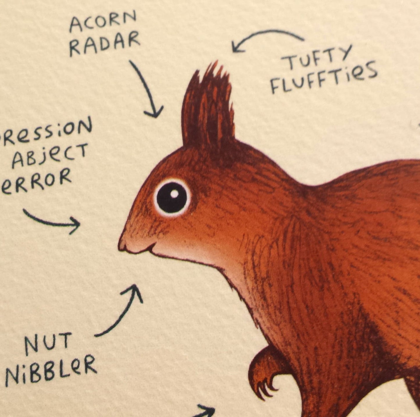 Anatomy Of A Squirrel Card