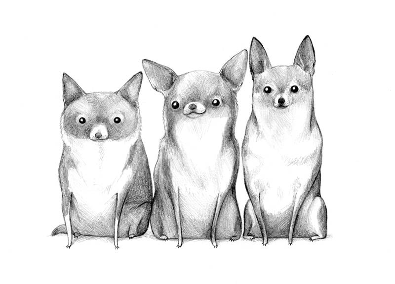 Pencil Pet Portrait - A4