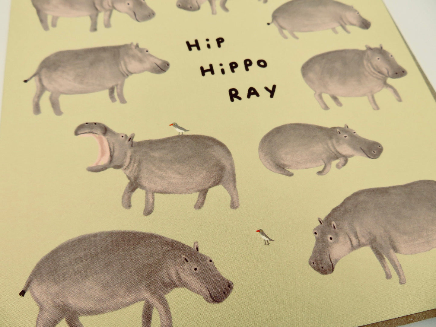 Hip Hippo Ray Birthday Celebration Card