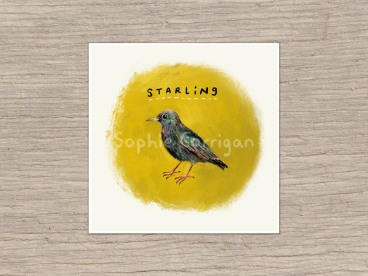 Starling Bird Signed Fine Art Print