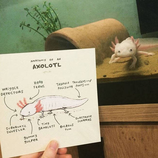 Anatomy Of An Axolotl Card