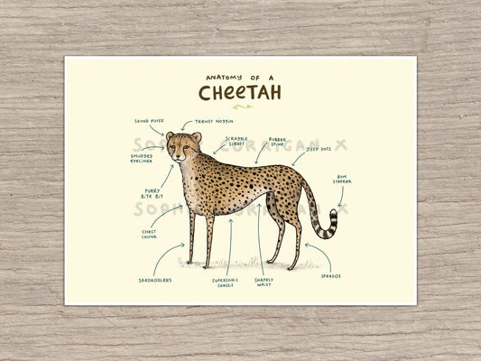 Anatomy of A Cheetah Signed Art Print