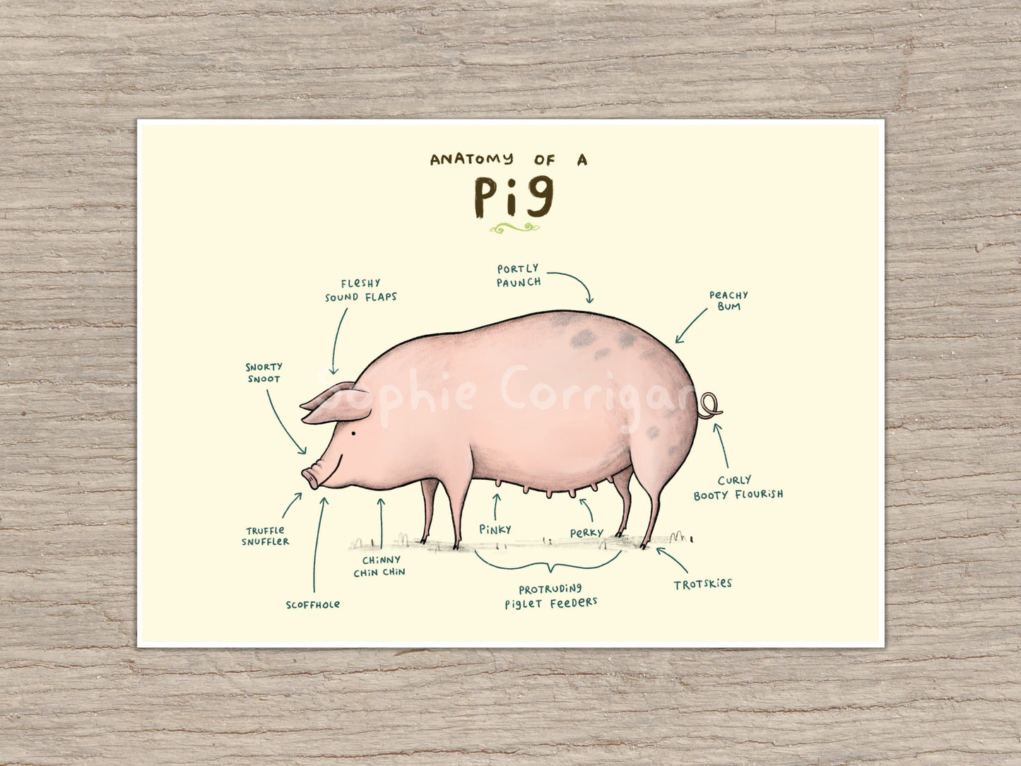 Anatomy of a Pig Signed Art Print