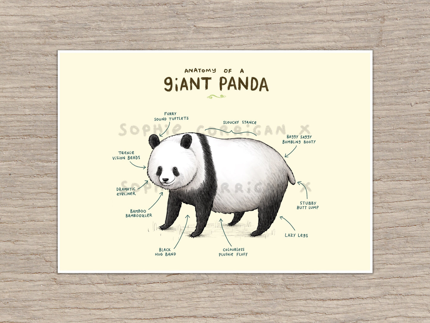 Anatomy of a Giant Panda Bear Signed Fine Art Print