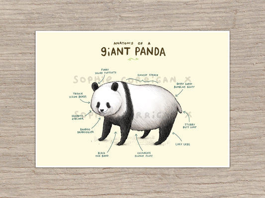 Anatomy of a Giant Panda Bear Signed Fine Art Print