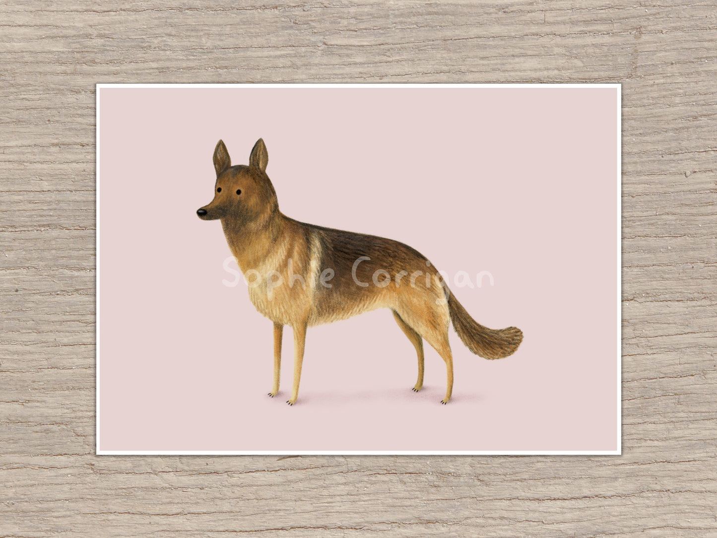 German Shepherd Portrait Signed Art Print