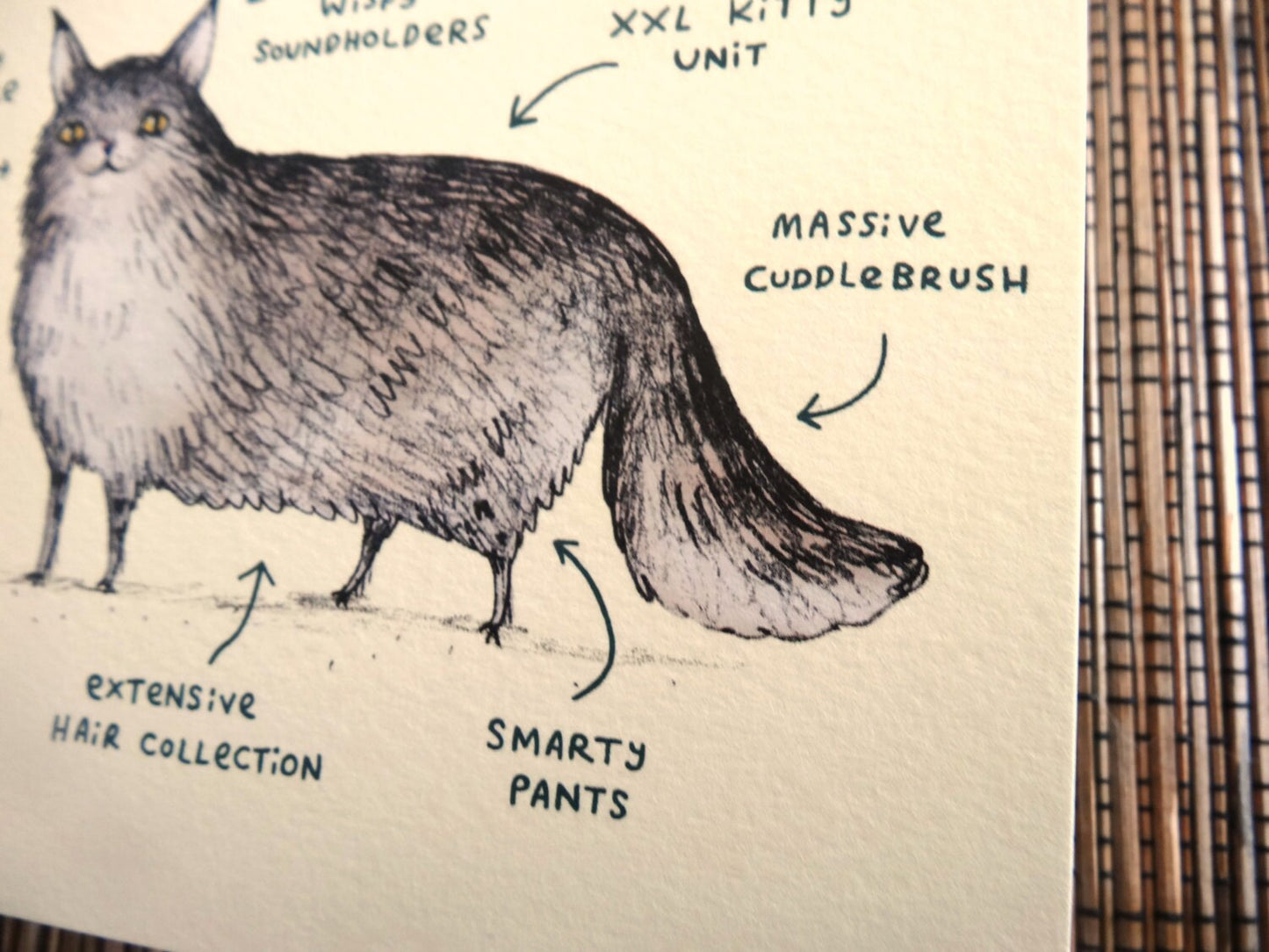 Anatomy Of A Maine Coon Card
