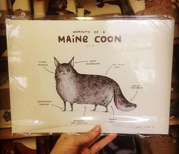 Anatomy Of A Maine Coon A4 Signed Print