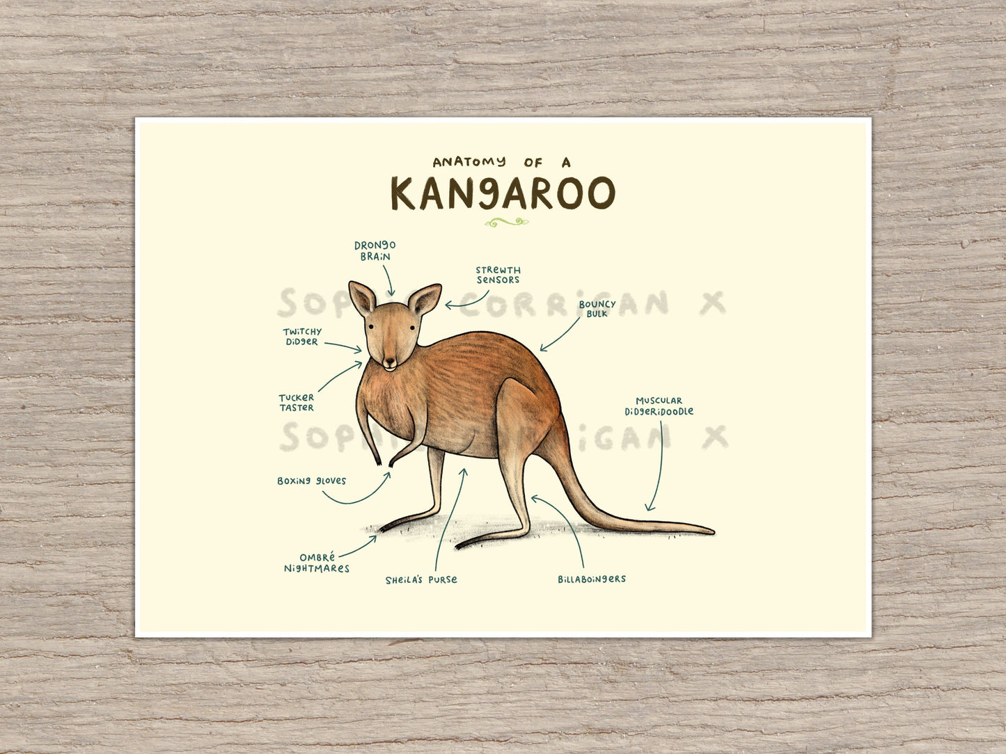 Anatomy of a Kangaroo Signed Art Print