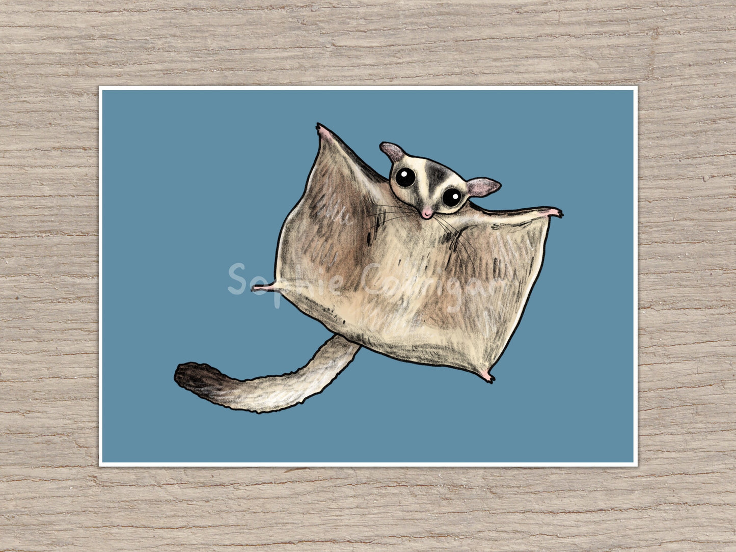 Cute Flying Sugar Glider Signed Art Print