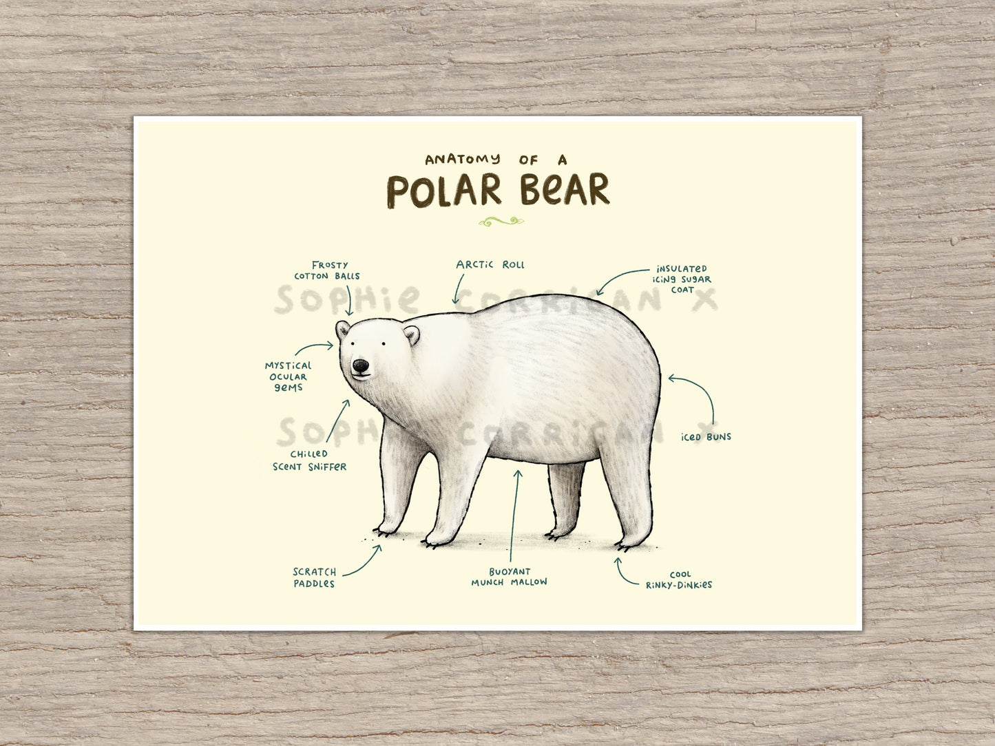 Anatomy of A Polar Bear Signed Art Print