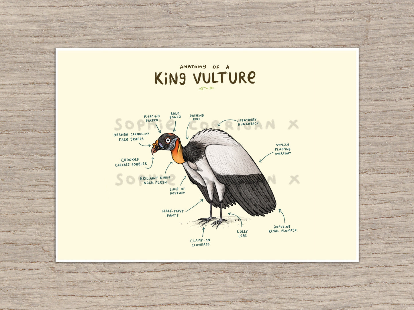Anatomy of A King Vulture Signed Art Print