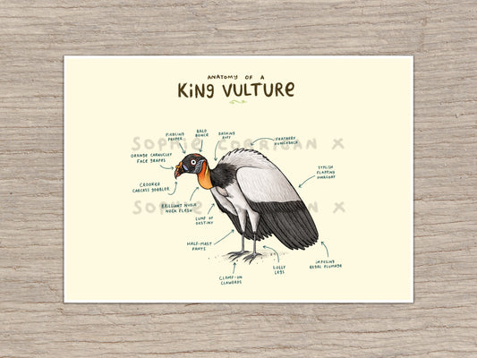 Anatomy of A King Vulture Signed Art Print