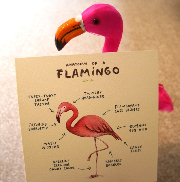 Anatomy Of A Flamingo Card