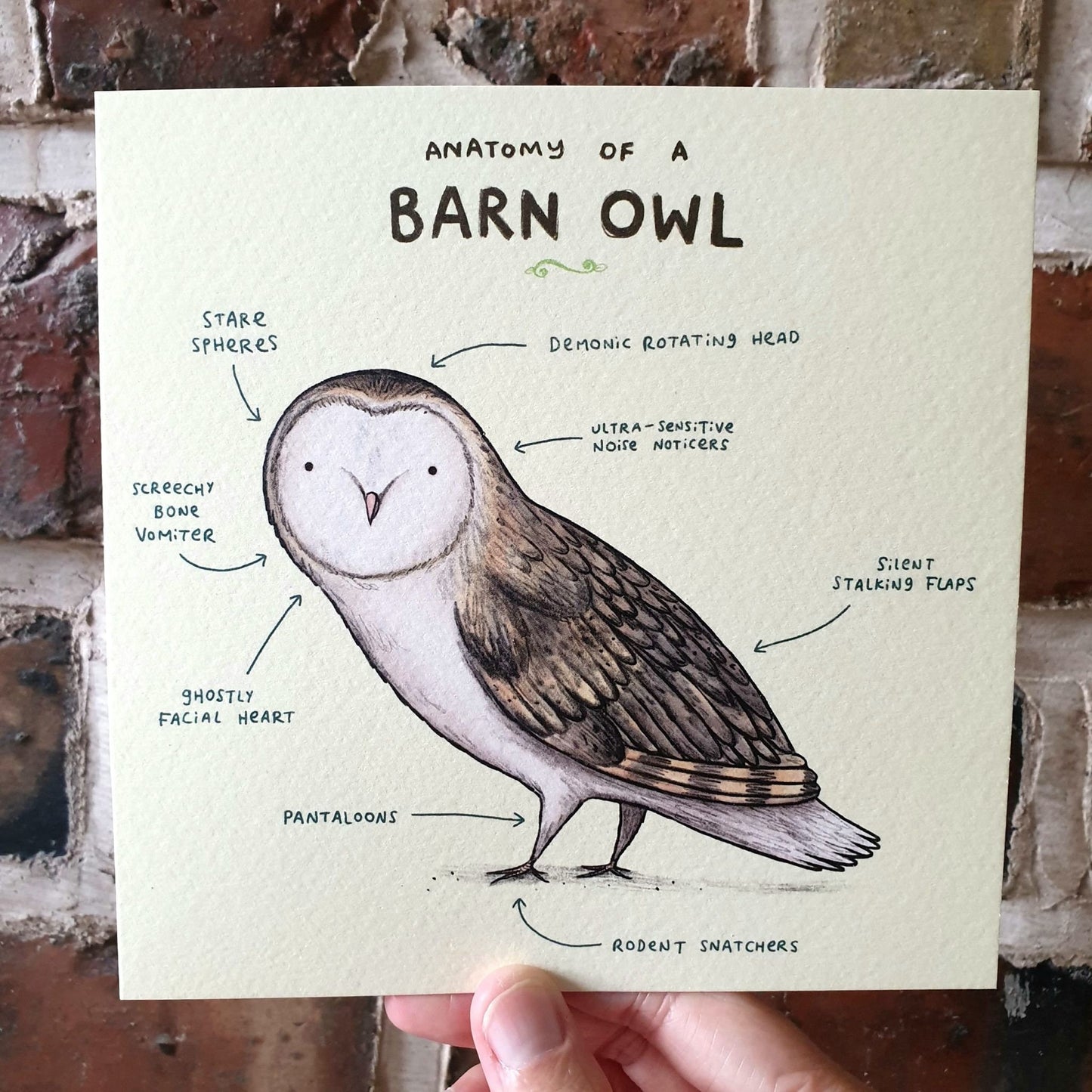 Anatomy of a Barn Owl Card: Scientific Animal Illustration