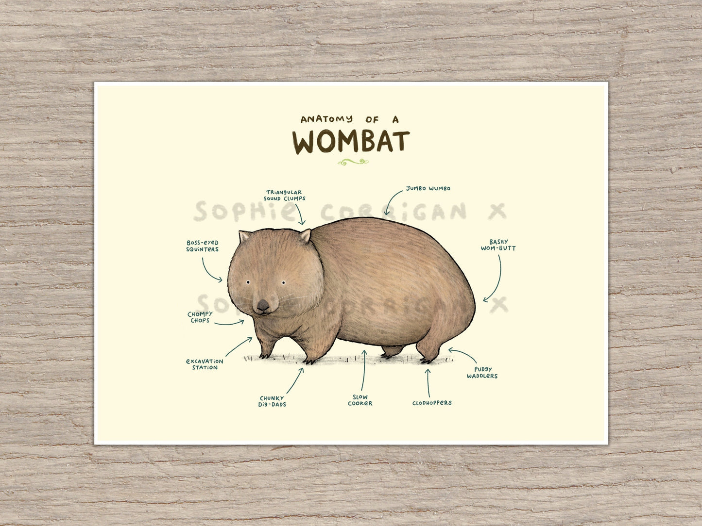 Anatomy of a Wombat Art Print: Funny Anatomical Illustration