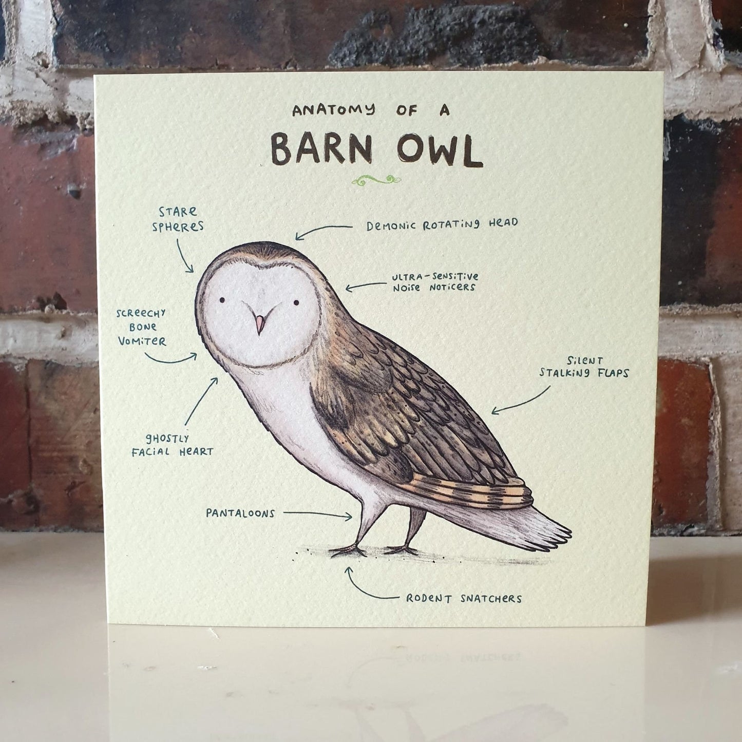 Anatomy of a Barn Owl Card: Scientific Animal Illustration