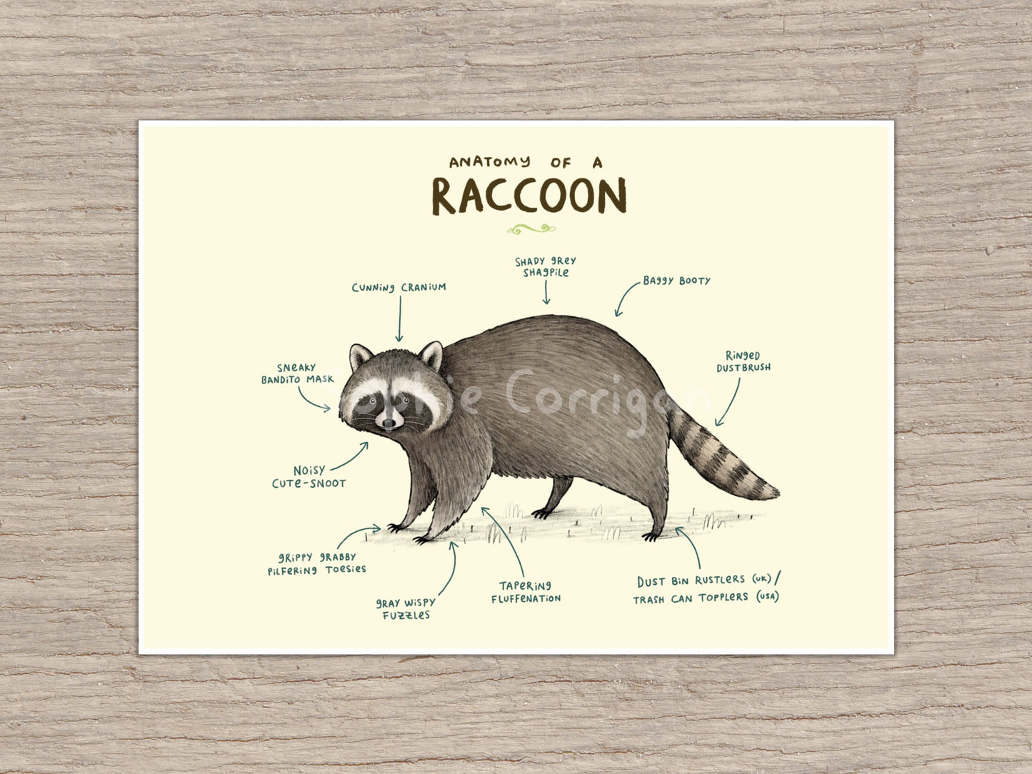 Anatomy of a Raccoon Signed Fine Art Print