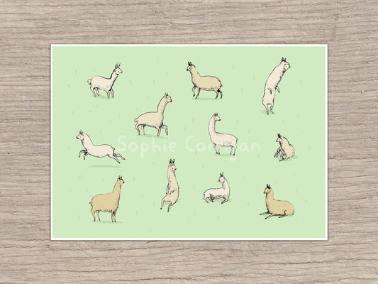 Happy Llamas or Alpacas Signed Fine Art Print