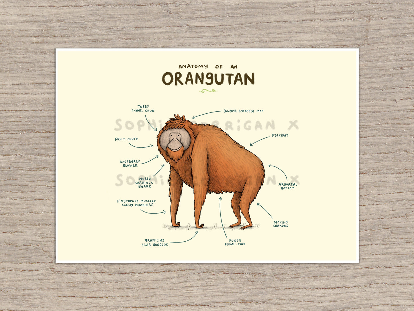 Anatomy of An Orangutan Signed Art Print