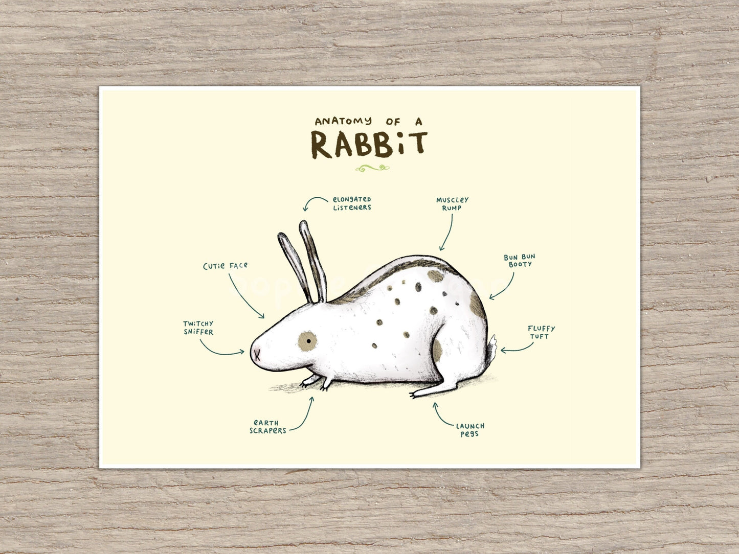Anatomy of a Rabbit Art Print: Funny Anatomical Animal Illustration