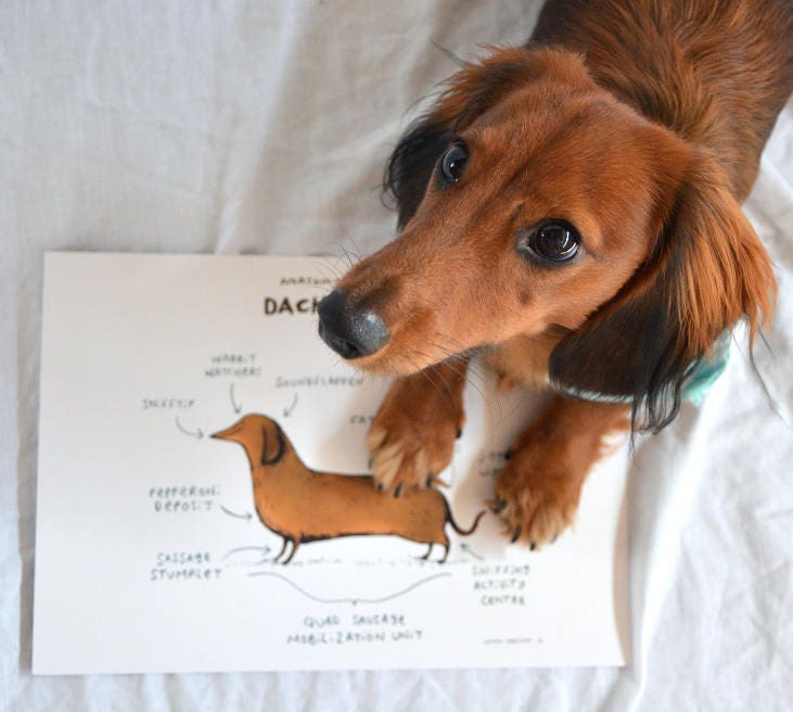 Anatomy Of A Dachshund A4 Signed Print