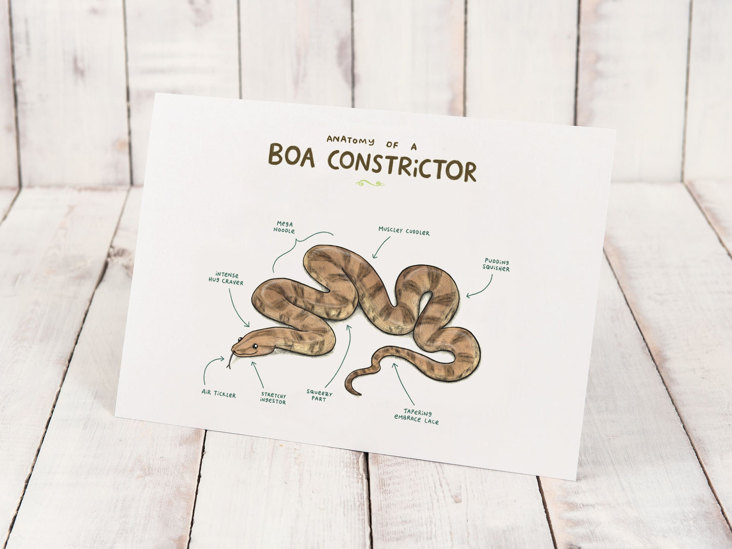 Anatomy Of A Boa Constrictor Snake A4 Signed Print