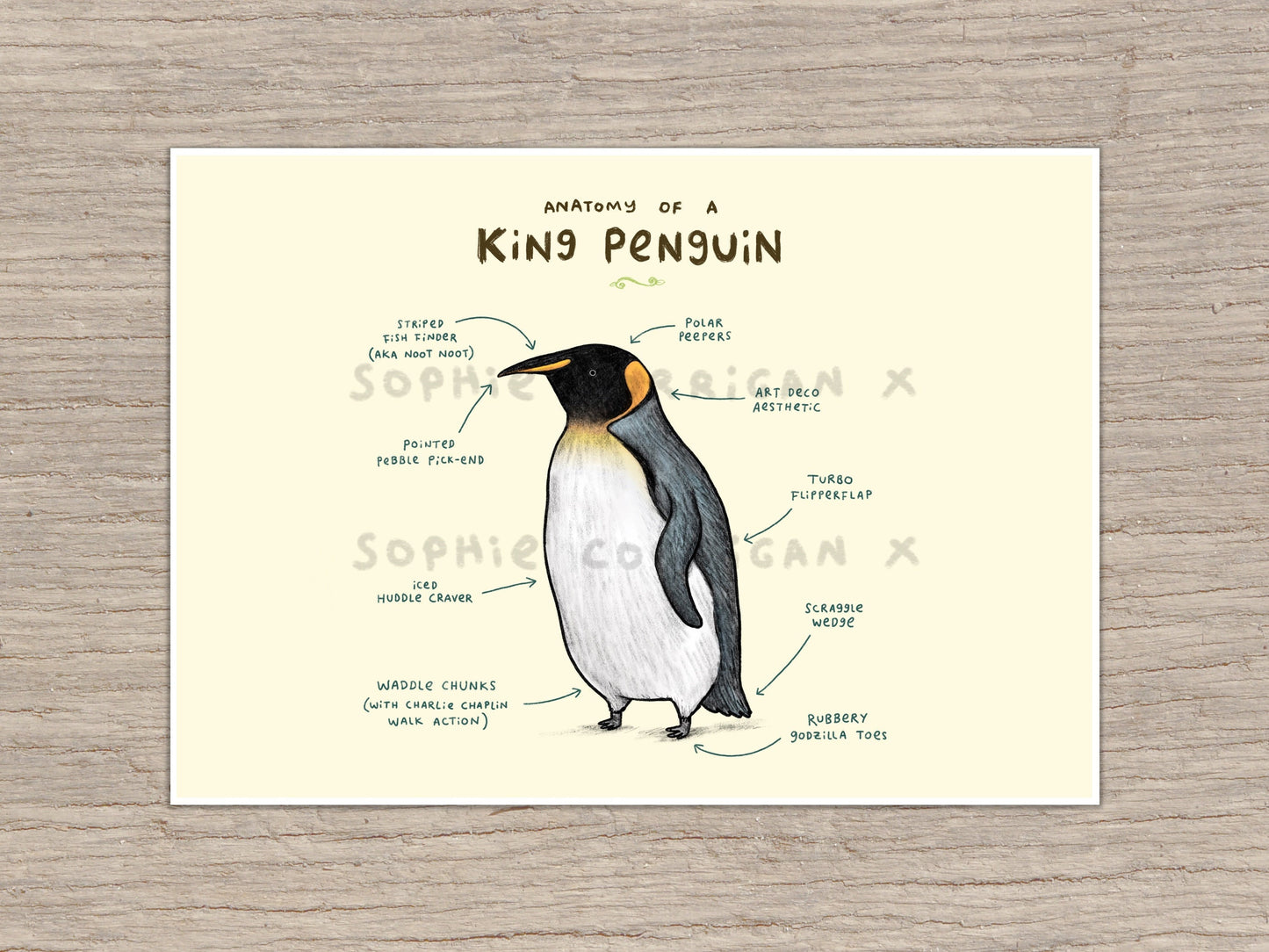 Anatomy of a King Penguin Signed Art Print