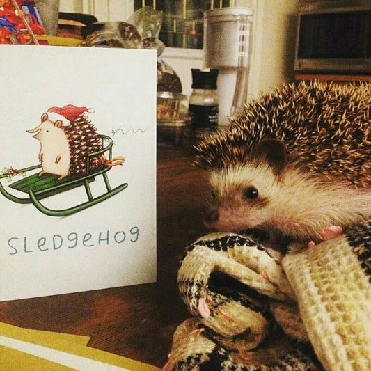 Sledgehog Cute Sledging Hedgehog Christmas Card