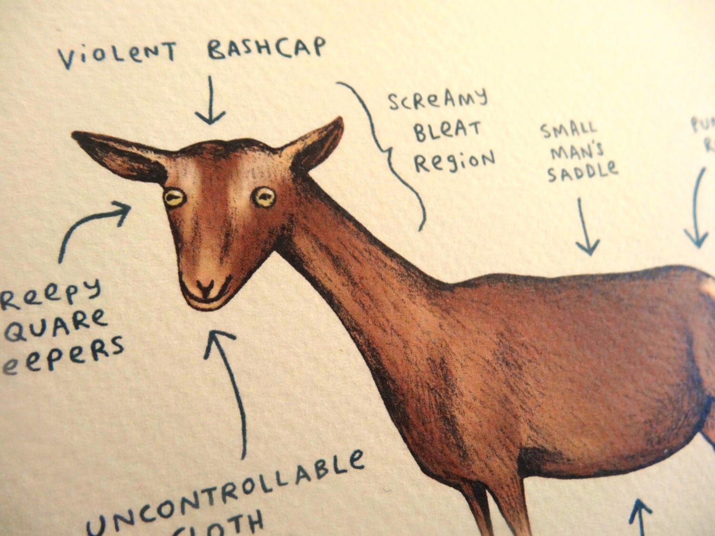 Anatomy Of A Goat Card