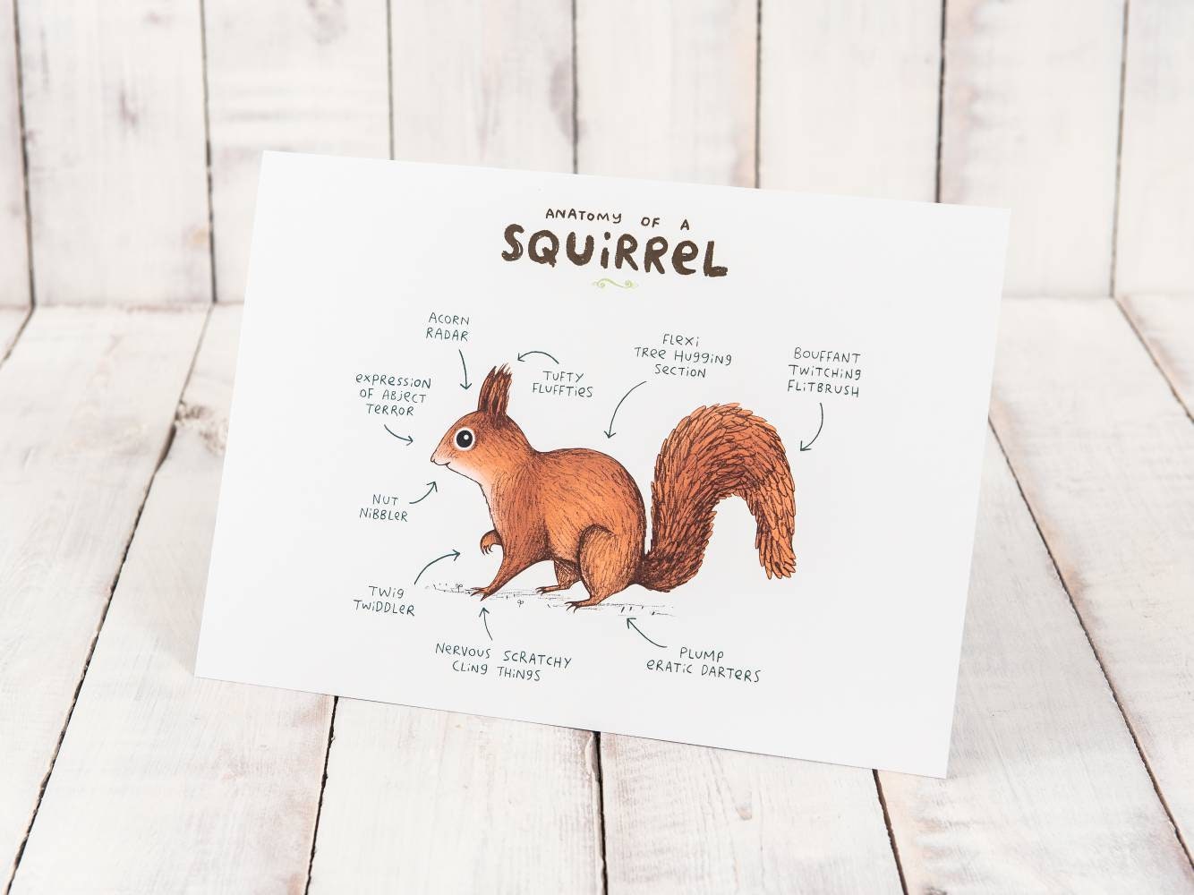Anatomy Of A Squirrel A4 Signed Print