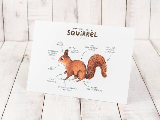 Anatomy Of A Squirrel A4 Signed Print