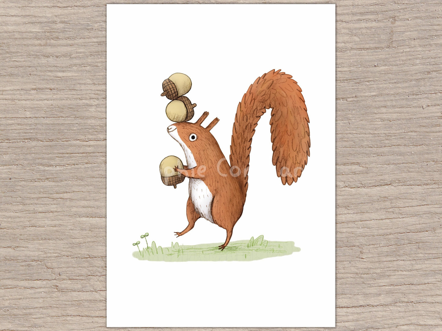 Squirrel With Acorns Signed Art Print