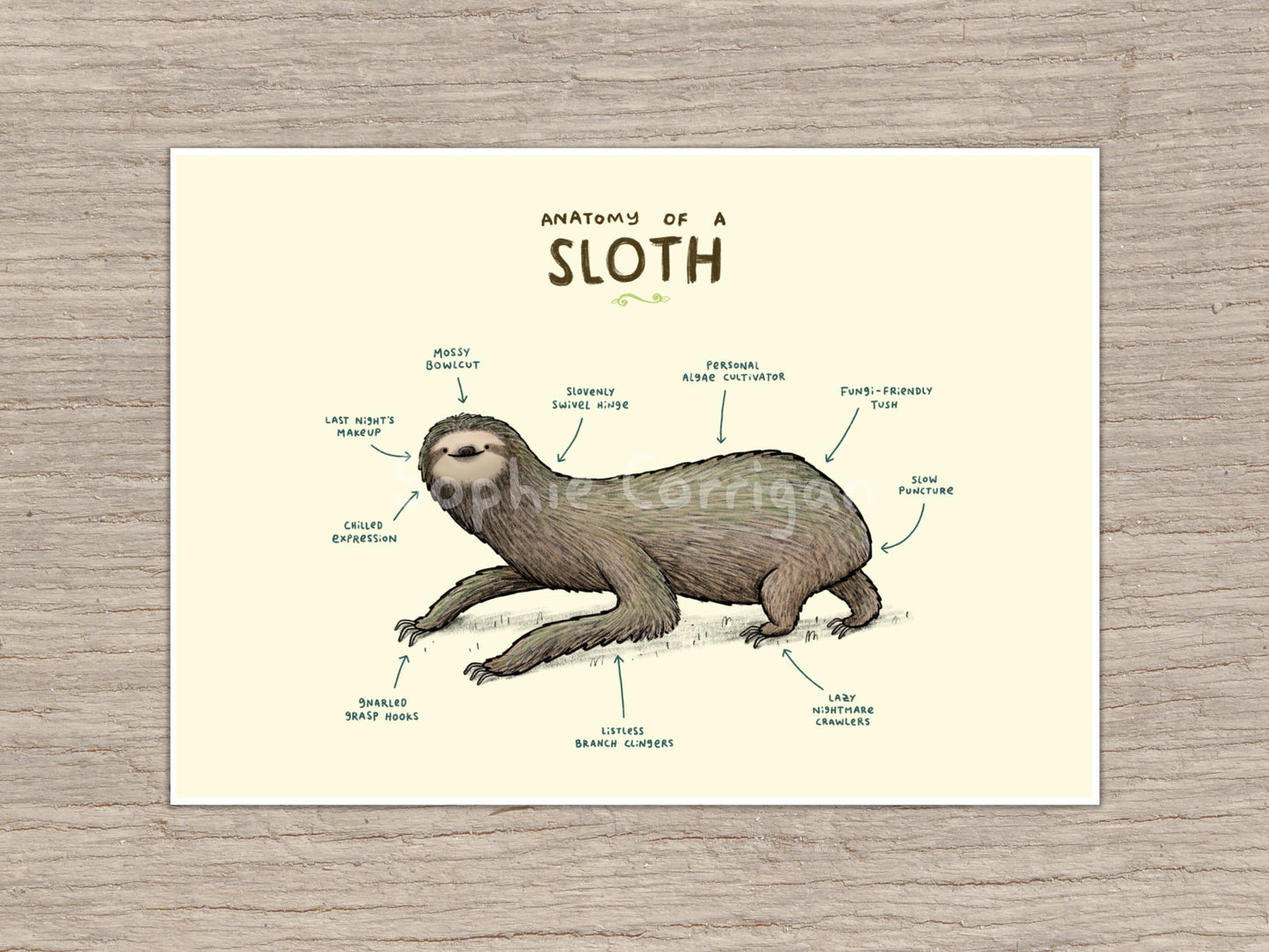 Anatomy of a Sloth Signed Fine Art Print
