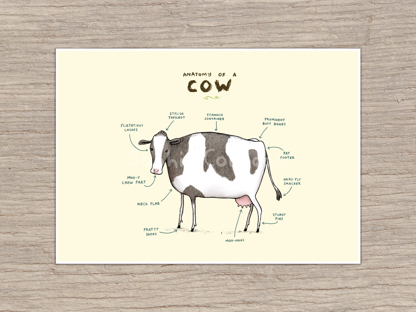 Anatomy of a Cow Signed Art Print
