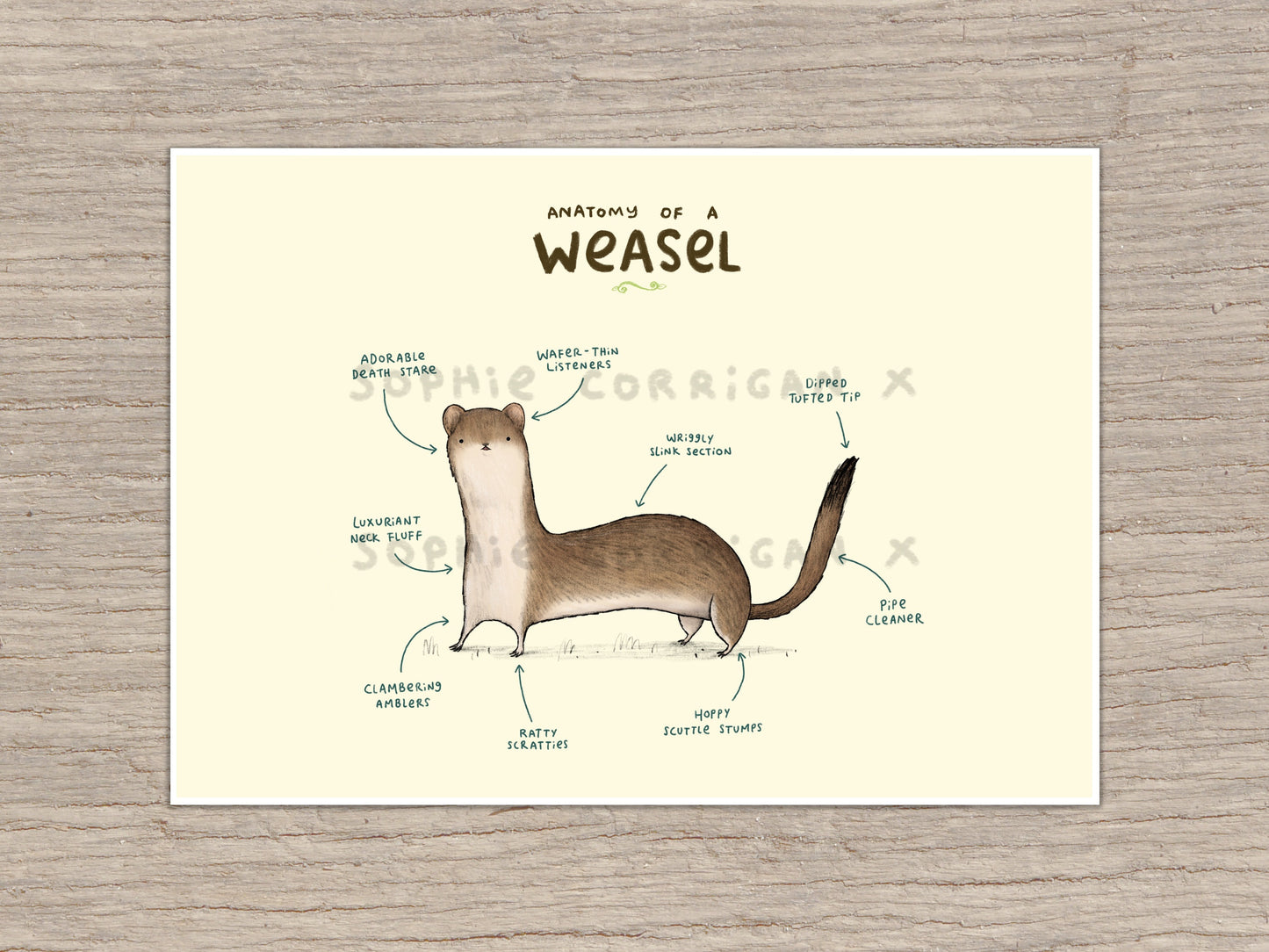 Anatomy of a Weasel Signed Art Print