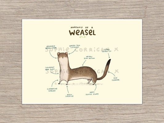 Anatomy of a Weasel Signed Art Print