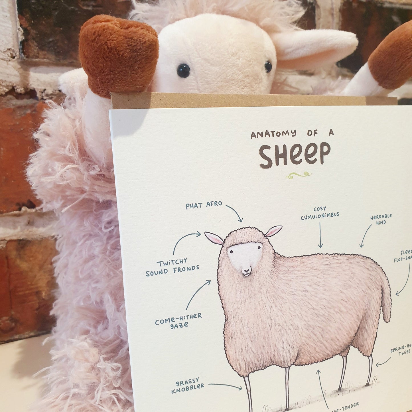 Anatomy of a Sheep Card