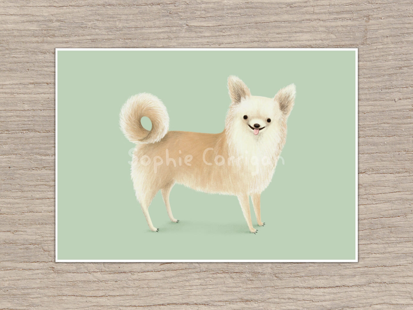 Longhair Chihuahua Portrait Signed Art Print
