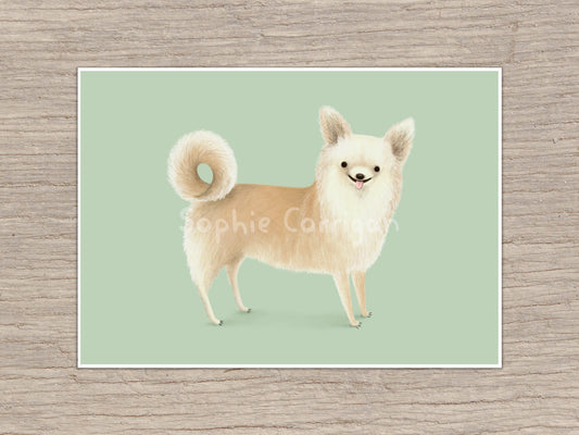 Longhair Chihuahua Portrait Signed Art Print